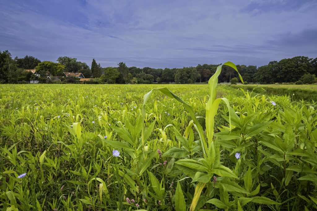 Land van Ons Perceel Wassenaar 01