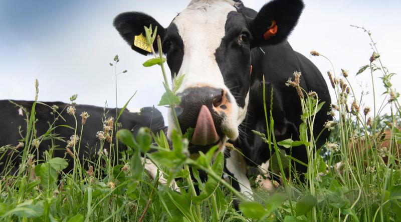 Foto van een grazende koe met de tong uit de bek.