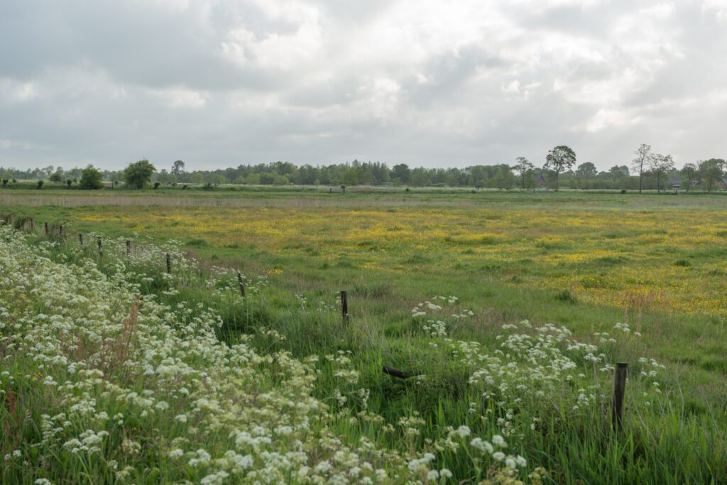 Kruidenrijk grasland Land van Ons perceel Triemen