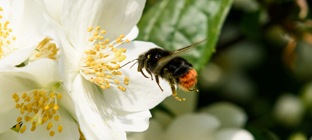 steenhommel boerenjasmijn biesterhof e1773154847483