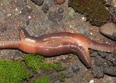 Buik aan Buik wormen Beemster