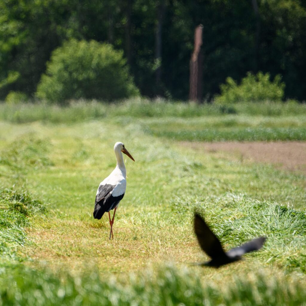 Ooievaar op het land