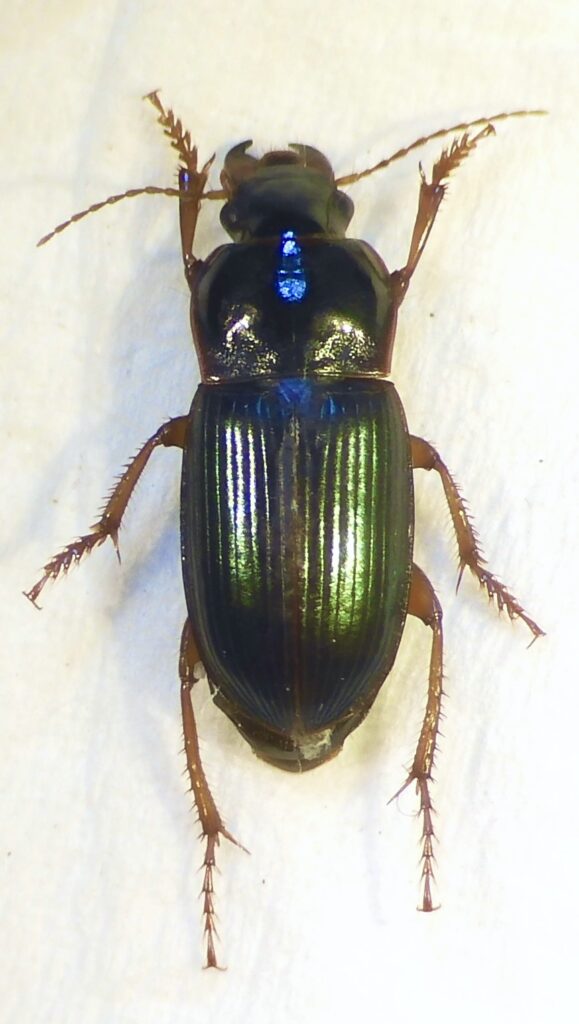 Harpalus smaragdinus Smaragdkruiper