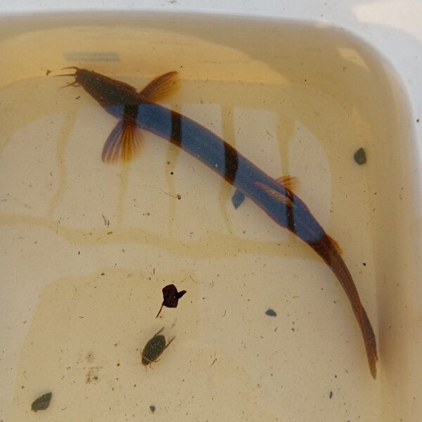 Perceel Strijen grote modderkruiper waarneming 18 mei 2025 waarneming