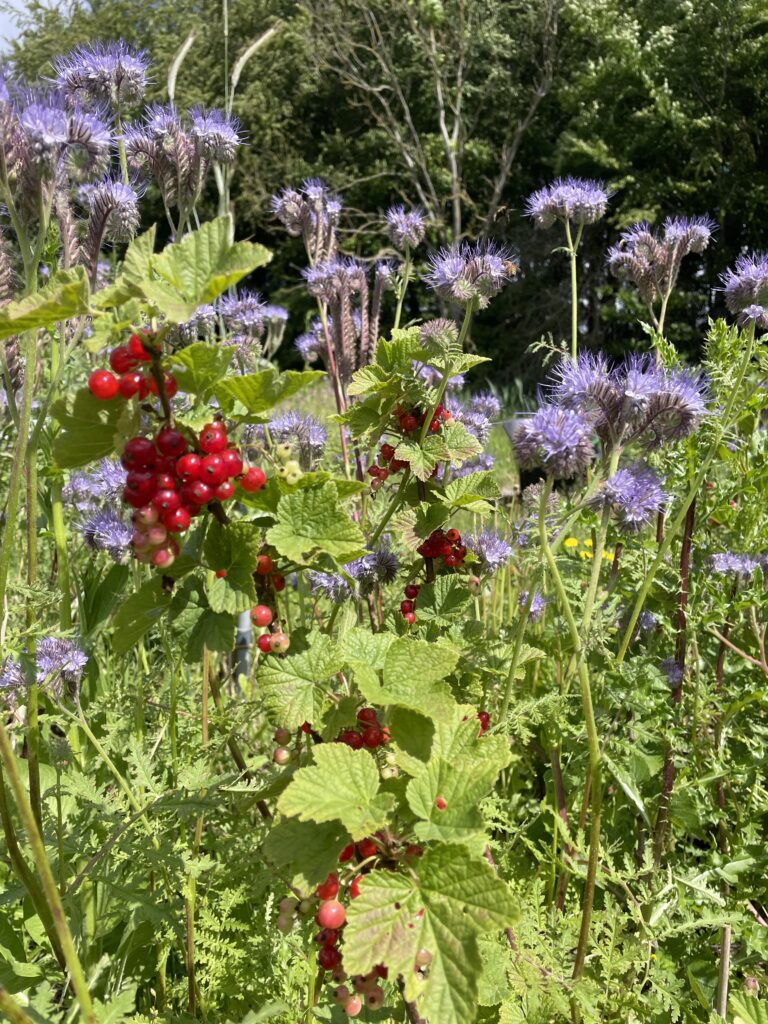 Wijdehorst bloemen en bessen