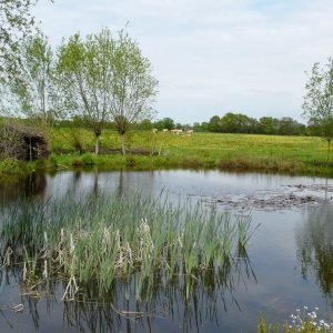 Gevarieerde poel in weiland