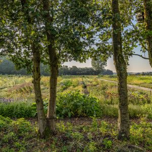 Tuinderij Bomen Wassenaar