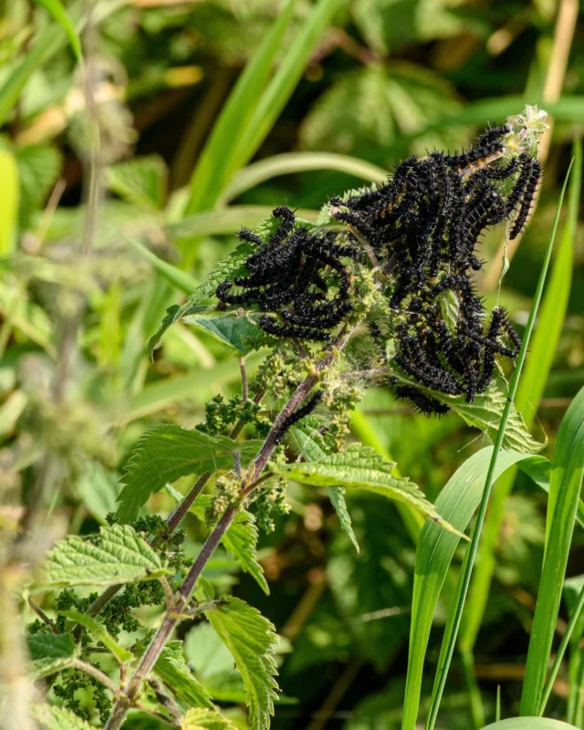 🌿Brandnetels en biodiversiteit! 🦋🐝

Brandnetels hebben misschien geen beste reputatie, maar ze spelen een belangrijke rol in de biodiversiteit. Ze vormen een kraamkamer voor vlinders zoals de dagpauwoog, kleine vos en atalanta, en bieden voedsel en schuilplaatsen voor talloze insecten en vogels. 🌱🐛Zo eten de rupsen op deze foto niets anders dan brandnetel!

Maar natuurlijk zijn brandnetels niet alleen maar om te juichen. Zonder natuurlijke tegenhangers – zoals grazers en een gevarieerde plantengroei – kunnen brandnetels gaan woekeren en zo andere planten verdringen. Dat gebeurt vaak op plekken waar lucht en bodem te veel stikstof bevatten. Een gezonde, biodiverse omgeving zorgt ervoor dat brandnetels er kunnen leven zonder het hele gebied over te nemen.

Daarom zetten we ons bij Land van Ons in voor een evenwichtig landschap, waarin zowel brandnetels als kruidenrijk grasland en bloeiende akkers een plek hebben. Op die manier herstellen we het landschap én de biodiversiteit. Wil jij ook zelf iets doen? Koop M2 grond en draag bij aan herstel! 

#biodiversiteit #brandnetels #landvanons #rupsen #vlinders #ecosysteem #doemee #groen #landbouw #farming #ecofriendly #biologisch